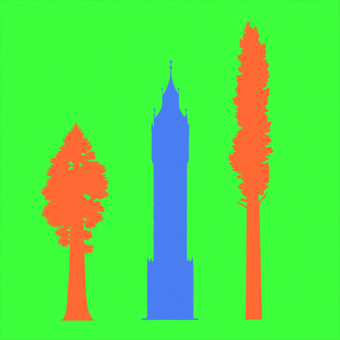 How does water rise to the top leaves of a large tree?